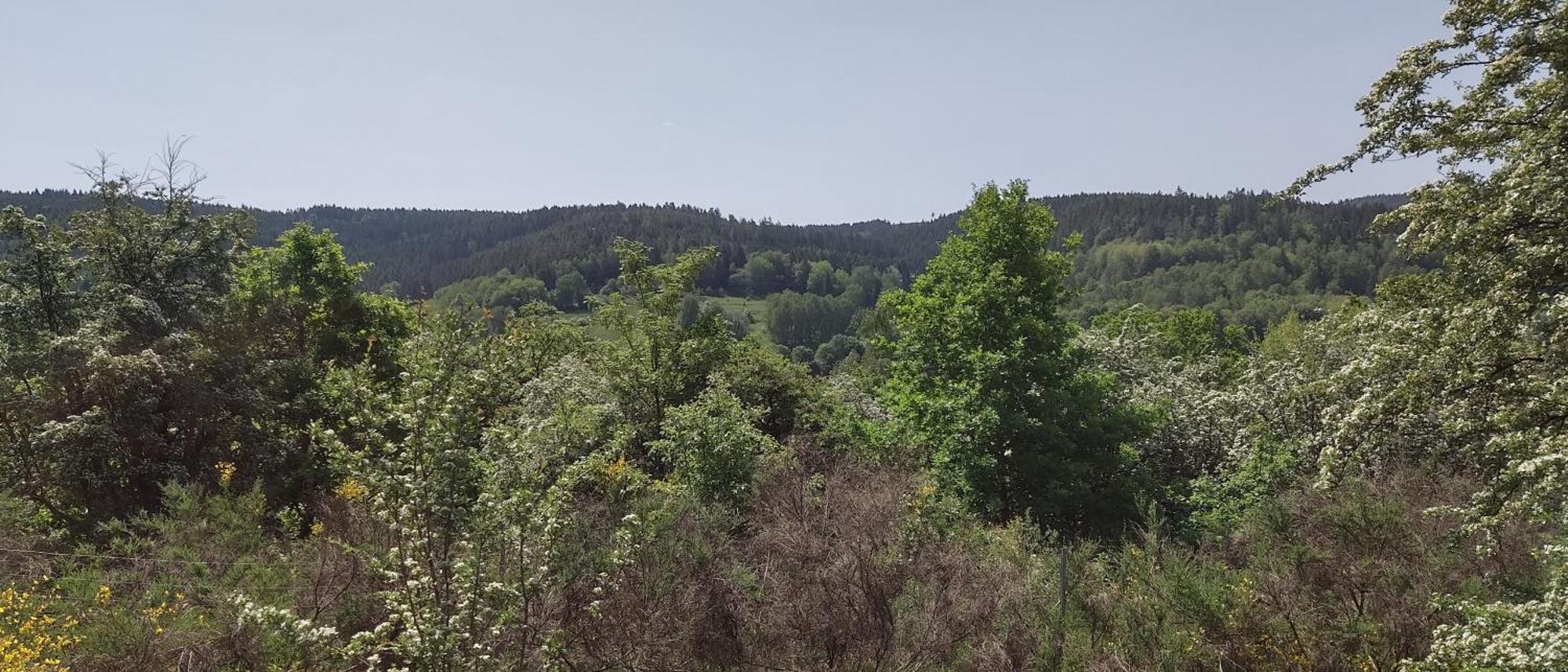 Sessles Waldhaeusschen Dietzhausen Suhl Dış mekan fotoğraf